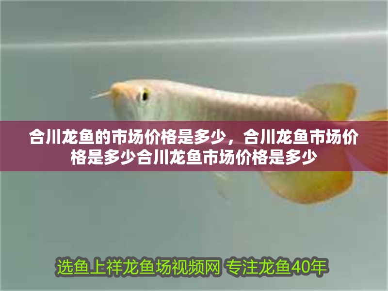 合川龍魚的市場價格是多少，合川龍魚市場價格是多少合川龍魚市場價格是多少