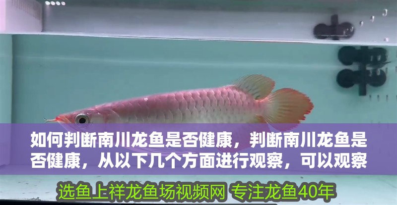 如何判斷南川龍魚是否健康，判斷南川龍魚是否健康，從以下幾個方面進行觀察，可以觀察