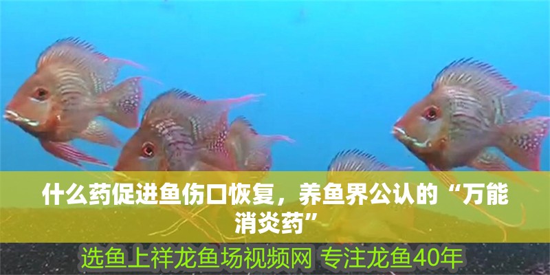 什么藥促進魚傷口恢復，養魚界公認的“萬能消炎藥”