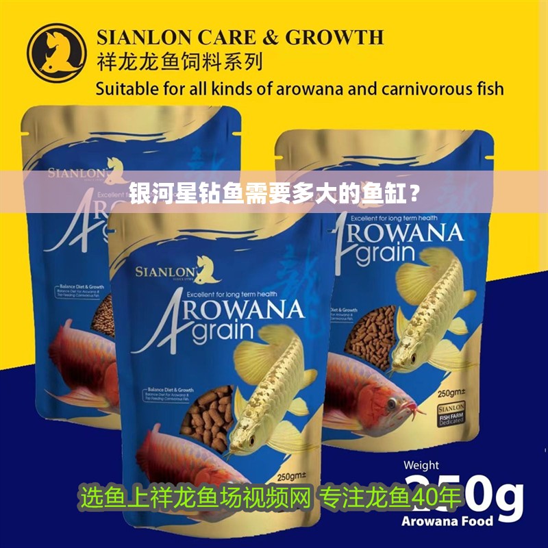 銀河星鉆魚(yú)需要多大的魚(yú)缸？