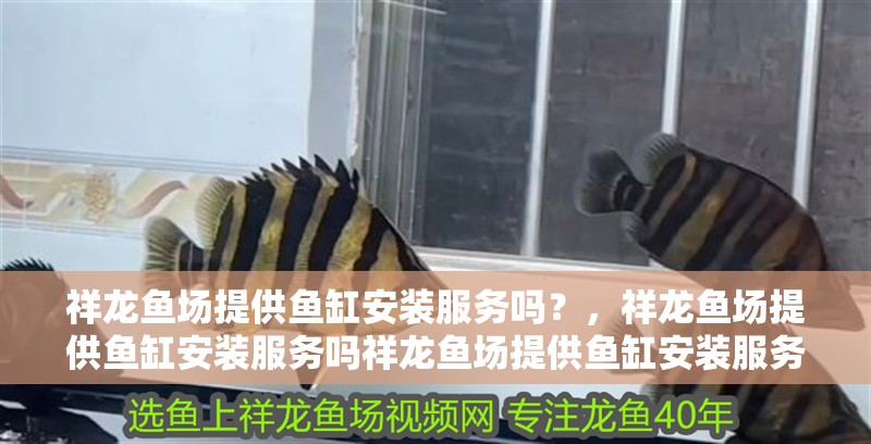 祥龍魚場提供魚缸安裝服務嗎？，祥龍魚場提供魚缸安裝服務嗎祥龍魚場提供魚缸安裝服務嗎