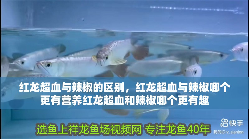 紅龍超血與辣椒的區別，紅龍超血與辣椒哪個更有營養紅龍超血和辣椒哪個更有趣