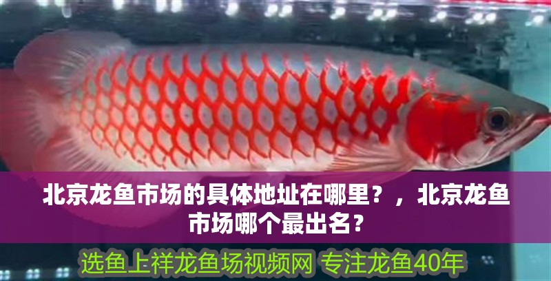 北京龍魚市場的具體地址在哪里？，北京龍魚市場哪個最出名？