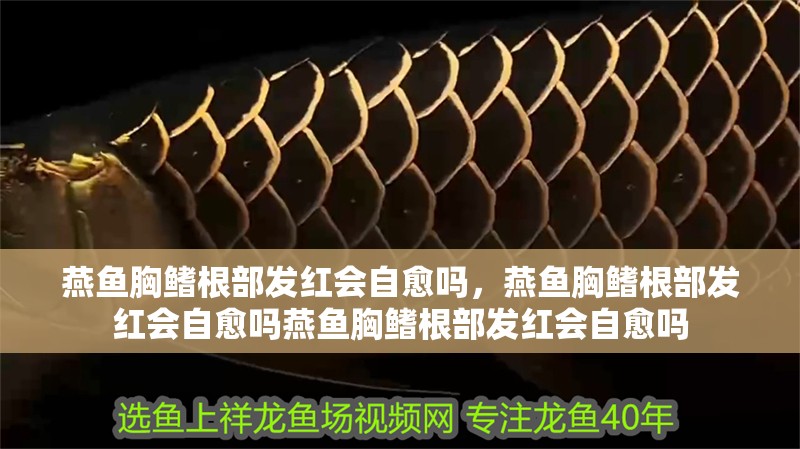 燕魚胸鰭根部發(fā)紅會自愈嗎，燕魚胸鰭根部發(fā)紅會自愈嗎燕魚胸鰭根部發(fā)紅會自愈嗎