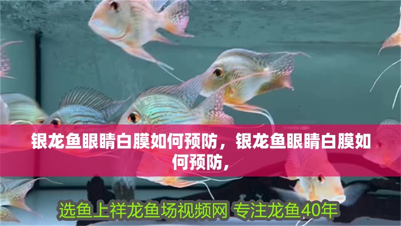 銀龍魚眼睛白膜如何預防，銀龍魚眼睛白膜如何預防,