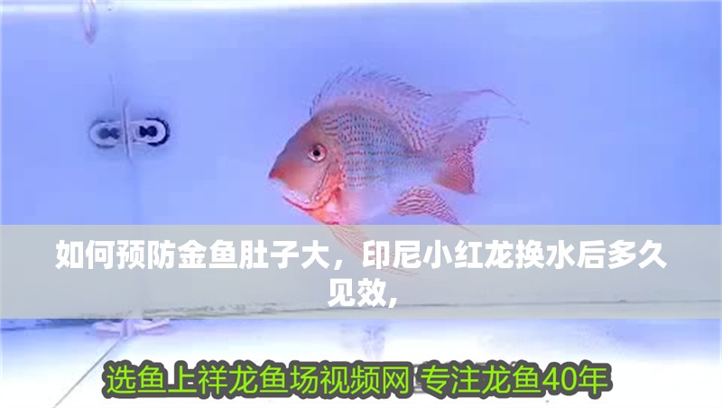 如何預(yù)防金魚肚子大，印尼小紅龍換水后多久見效,