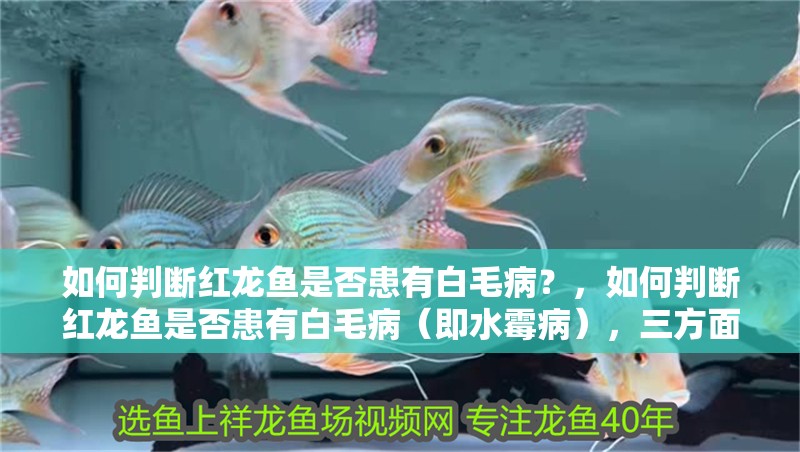 如何判斷紅龍魚是否患有白毛病？，如何判斷紅龍魚是否患有白毛?。此共。?，三方面綜合分析