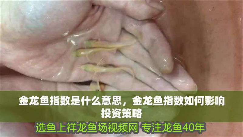 金龍魚指數是什么意思，金龍魚指數如何影響投資策略