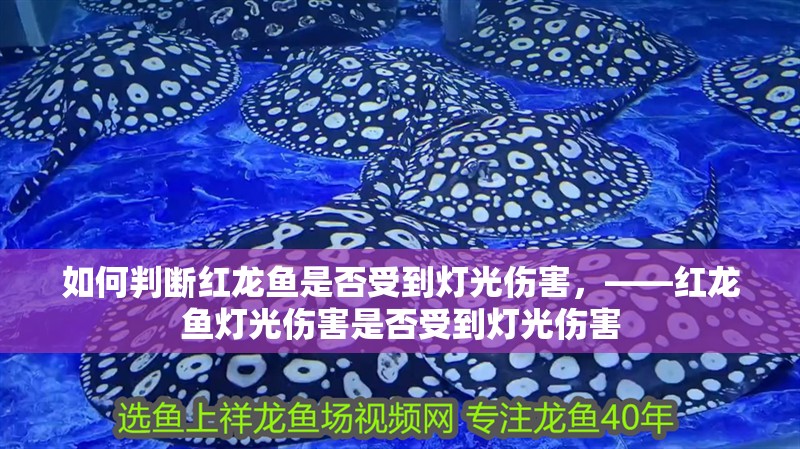 如何判斷紅龍魚(yú)是否受到燈光傷害，——紅龍魚(yú)燈光傷害是否受到燈光傷害