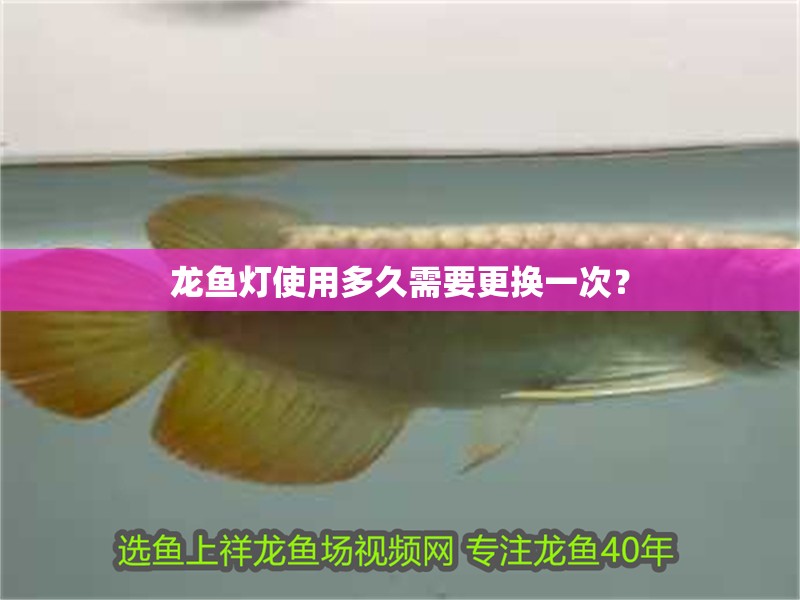龍魚燈使用多久需要更換一次？