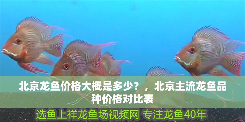 北京龍魚價(jià)格大概是多少？，北京主流龍魚品種價(jià)格對(duì)比表