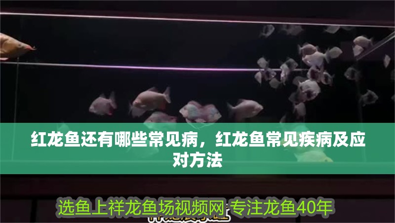 紅龍魚還有哪些常見病，紅龍魚常見疾病及應(yīng)對方法