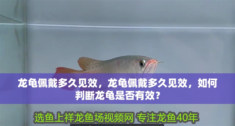 龍龜佩戴多久見效，龍龜佩戴多久見效，如何判斷龍龜是否有效？