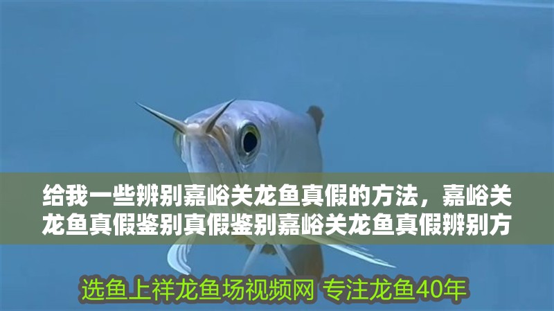 給我一些辨別嘉峪關龍魚真假的方法，嘉峪關龍魚真假鑒別真假鑒別嘉峪關龍魚真假辨別方法