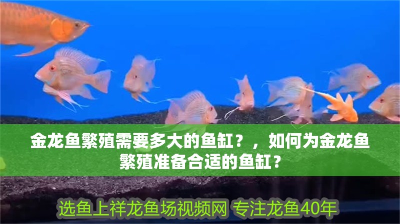 金龍魚繁殖需要多大的魚缸？，如何為金龍魚繁殖準備合適的魚缸？