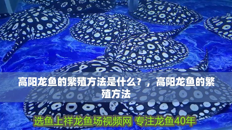 高陽龍魚的繁殖方法是什么？，高陽龍魚的繁殖方法