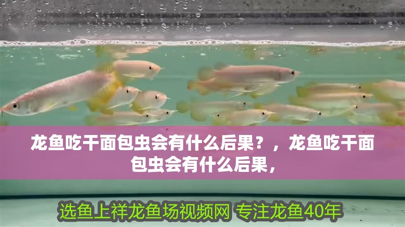 龍魚吃干面包蟲會有什么后果？，龍魚吃干面包蟲會有什么后果，