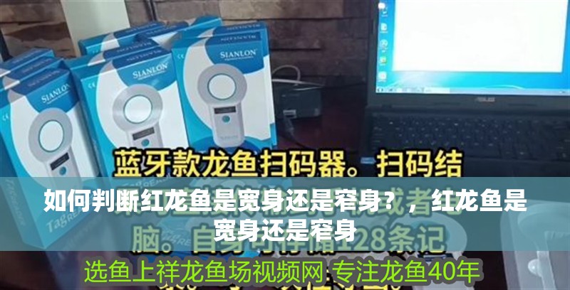 如何判斷紅龍魚是寬身還是窄身？，紅龍魚是寬身還是窄身