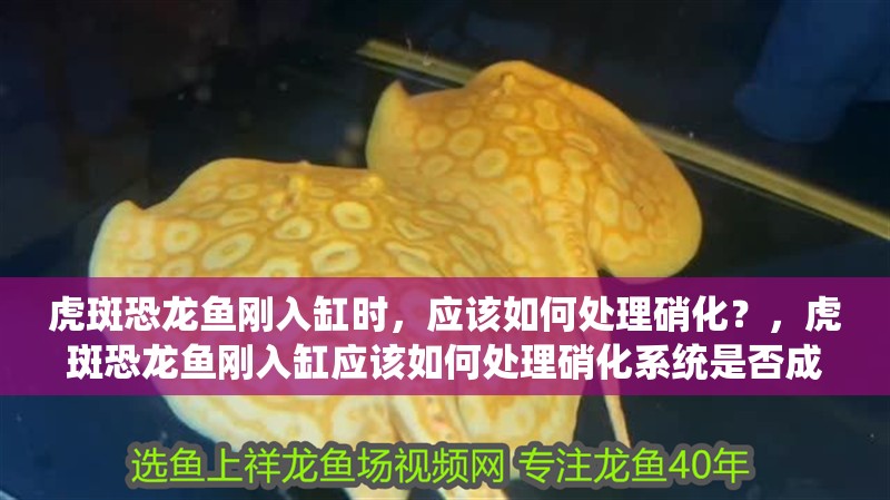虎斑恐龍魚剛入缸時，應該如何處理硝化？，虎斑恐龍魚剛入缸應該如何處理硝化系統是否成熟