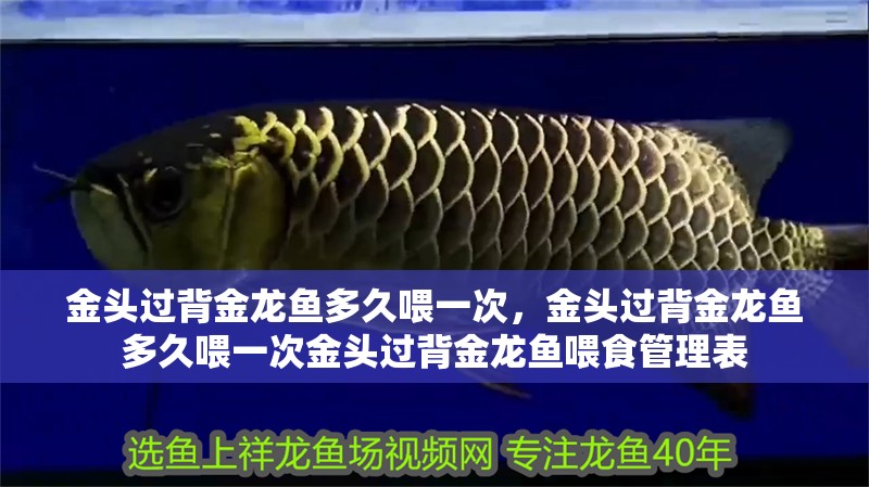 金頭過背金龍魚多久喂一次，金頭過背金龍魚多久喂一次金頭過背金龍魚喂食管理表