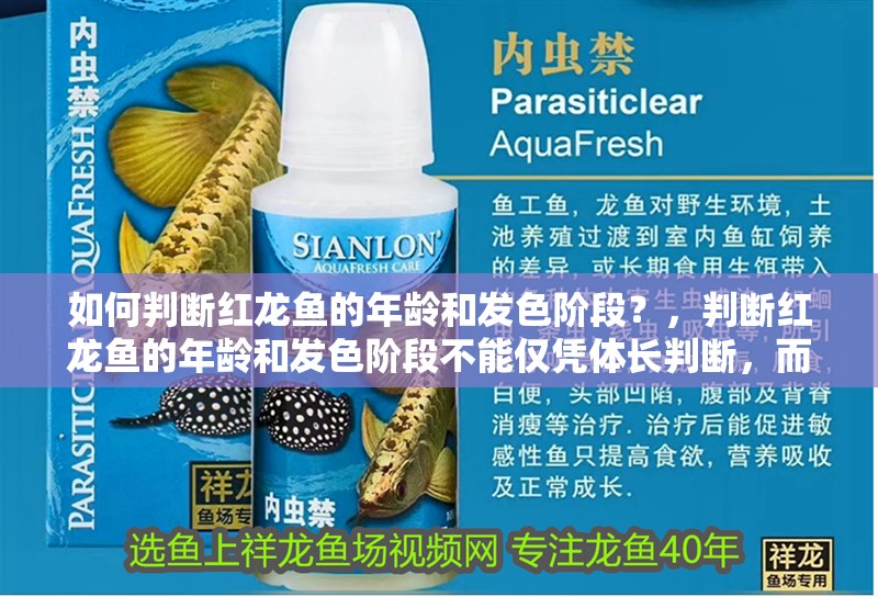 如何判斷紅龍魚的年齡和發色階段？，判斷紅龍魚的年齡和發色階段不能僅憑體長判斷，而要結合