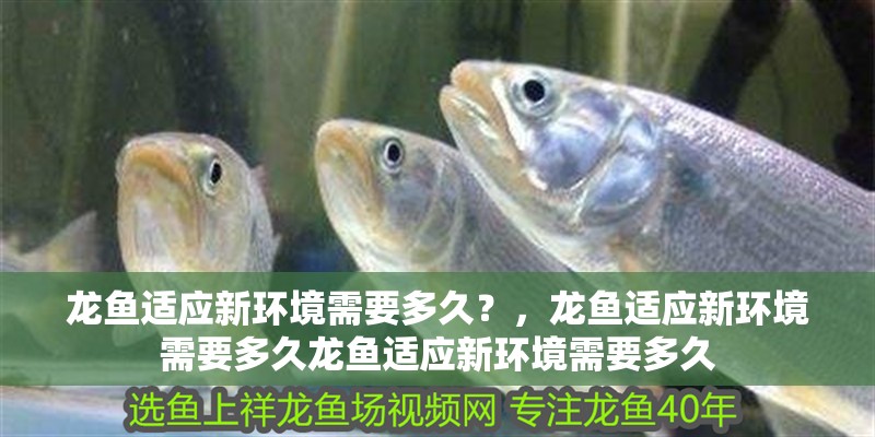 龍魚適應新環境需要多久？，龍魚適應新環境需要多久龍魚適應新環境需要多久