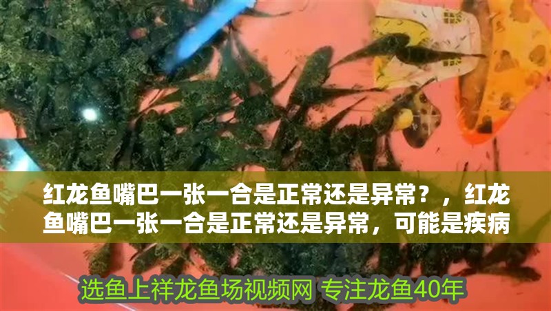 紅龍魚嘴巴一張一合是正常還是異常？，紅龍魚嘴巴一張一合是正常還是異常，可能是疾病的信號