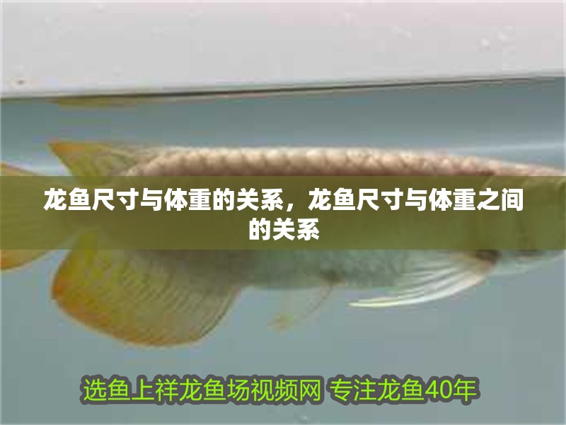 龍魚尺寸與體重的關系，龍魚尺寸與體重之間的關系
