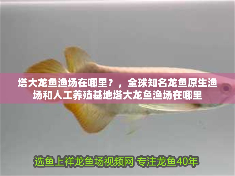 塔大龍魚漁場在哪里？，全球知名龍魚原生漁場和人工養殖基地塔大龍魚漁場在哪里