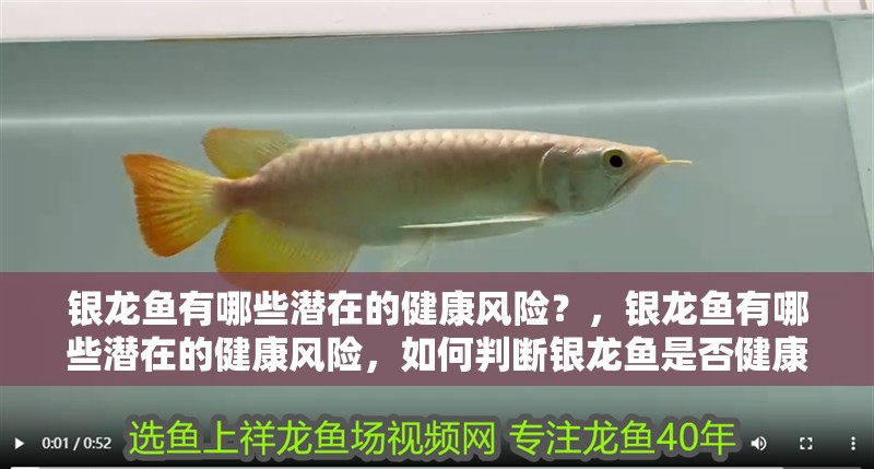 銀龍魚(yú)有哪些潛在的健康風(fēng)險(xiǎn)？，銀龍魚(yú)有哪些潛在的健康風(fēng)險(xiǎn)，如何判斷銀龍魚(yú)是否健康