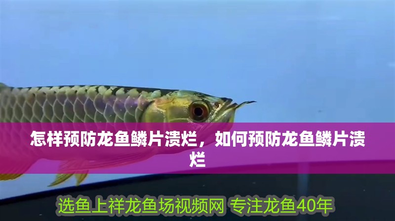 怎樣預防龍魚鱗片潰爛，如何預防龍魚鱗片潰爛