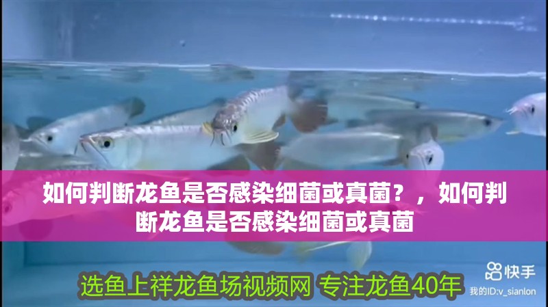 如何判斷龍魚是否感染細菌或真菌？，如何判斷龍魚是否感染細菌或真菌