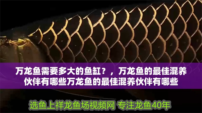 萬龍魚需要多大的魚缸？，萬龍魚的最佳混養伙伴有哪些萬龍魚的最佳混養伙伴有哪些