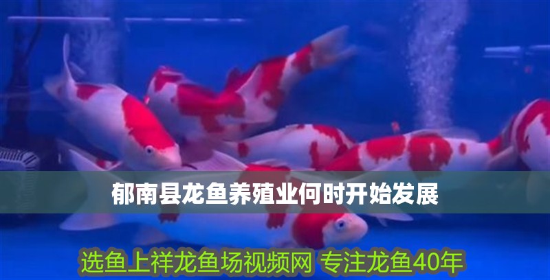 郁南縣龍魚養(yǎng)殖業(yè)何時開始發(fā)展