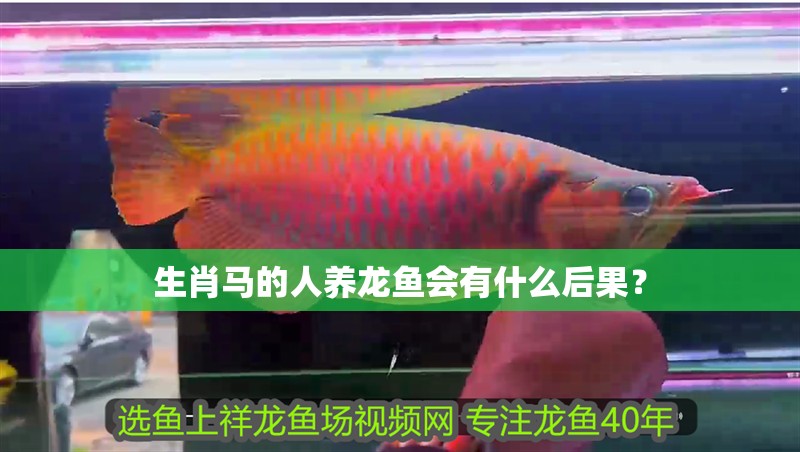 生肖馬的人養(yǎng)龍魚會有什么后果？