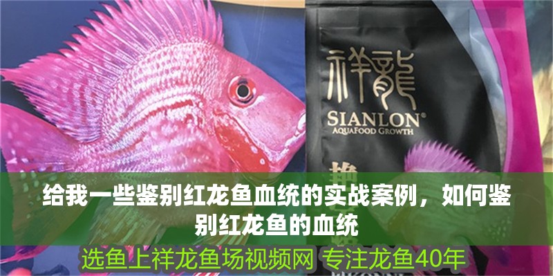 給我一些鑒別紅龍魚血統的實戰案例，如何鑒別紅龍魚的血統