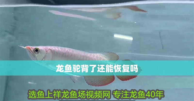龍魚駝背了還能恢復嗎