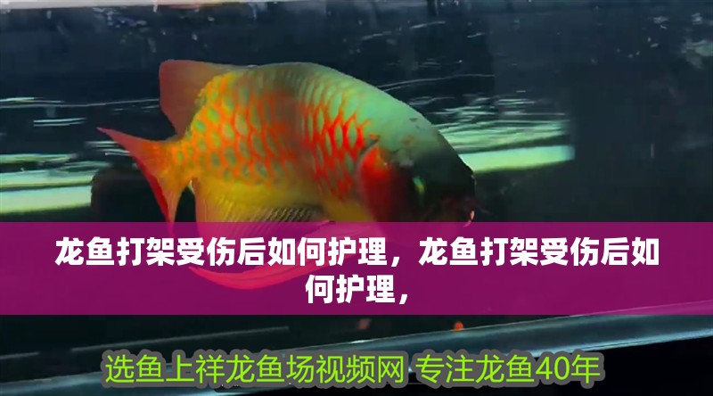 龍魚打架受傷后如何護理，龍魚打架受傷后如何護理，