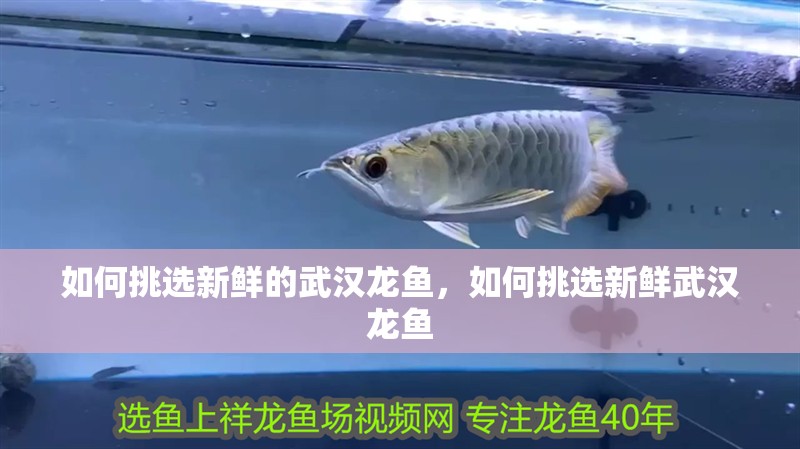 如何挑選新鮮的武漢龍魚，如何挑選新鮮武漢龍魚