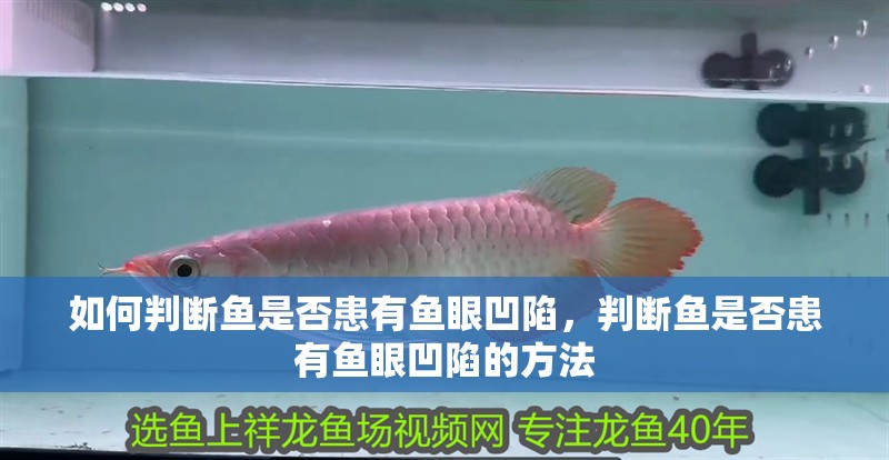 如何判斷魚是否患有魚眼凹陷，判斷魚是否患有魚眼凹陷的方法