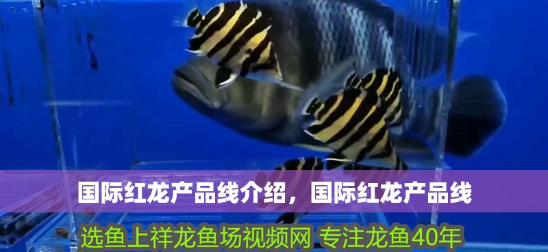 國際紅龍產(chǎn)品線介紹，國際紅龍產(chǎn)品線