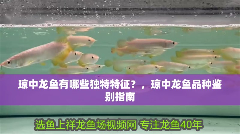 瓊中龍魚有哪些獨(dú)特特征？，瓊中龍魚品種鑒別指南