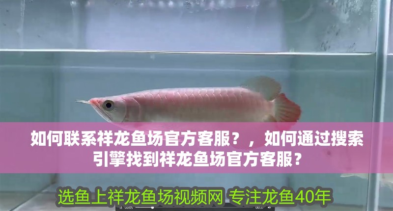 如何聯(lián)系祥龍魚場(chǎng)官方客服？，如何通過搜索引擎找到祥龍魚場(chǎng)官方客服？