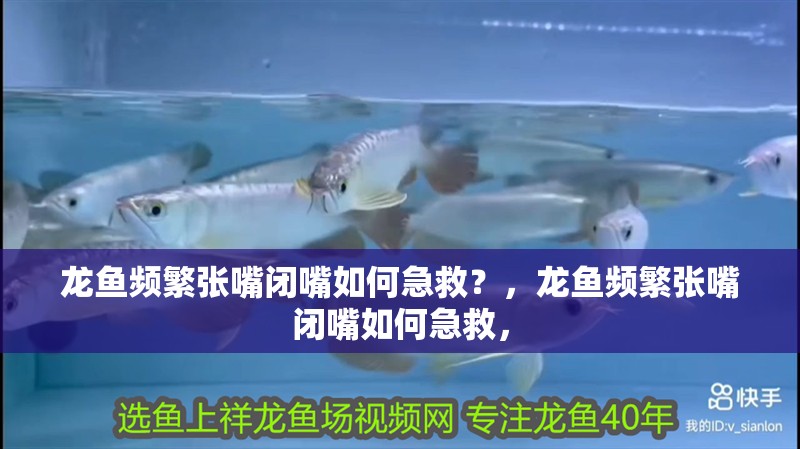 龍魚頻繁張嘴閉嘴如何急救？，龍魚頻繁張嘴閉嘴如何急救，