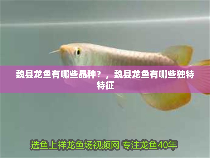 魏縣龍魚有哪些品種？，魏縣龍魚有哪些獨(dú)特特征