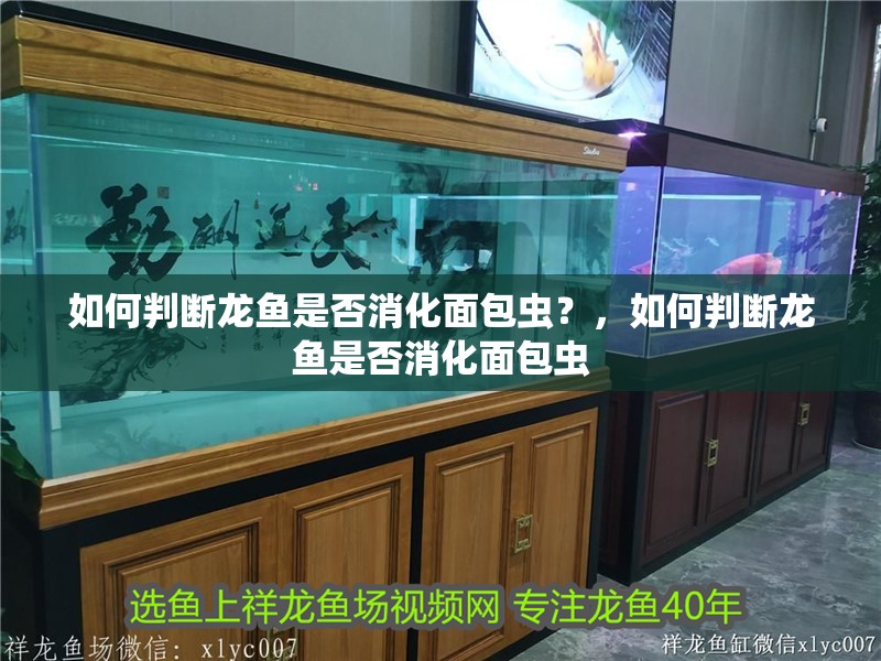 如何判斷龍魚是否消化面包蟲？，如何判斷龍魚是否消化面包蟲