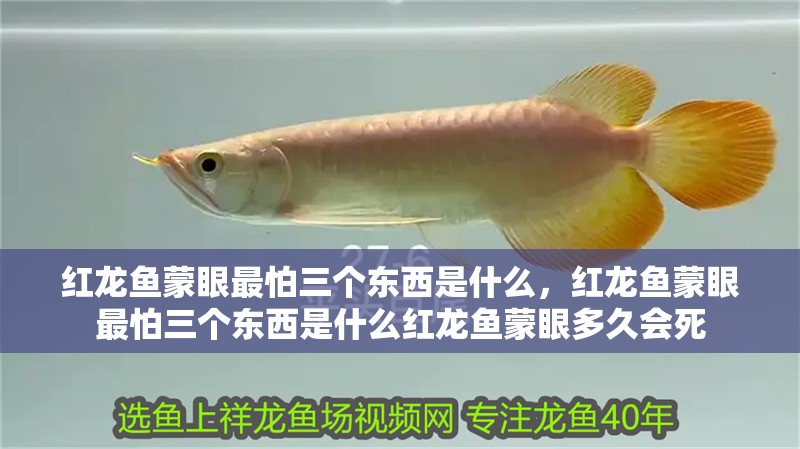 紅龍魚蒙眼最怕三個東西是什么，紅龍魚蒙眼最怕三個東西是什么紅龍魚蒙眼多久會死