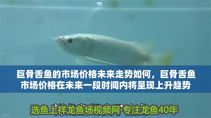 巨骨舌魚的市場價格未來走勢如何，巨骨舌魚市場價格在未來一段時間內(nèi)將呈現(xiàn)上升趨勢