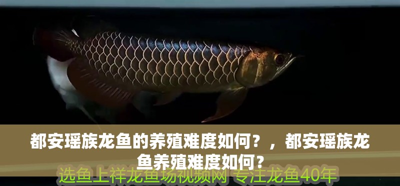 都安瑤族龍魚的養(yǎng)殖難度如何？，都安瑤族龍魚養(yǎng)殖難度如何？
