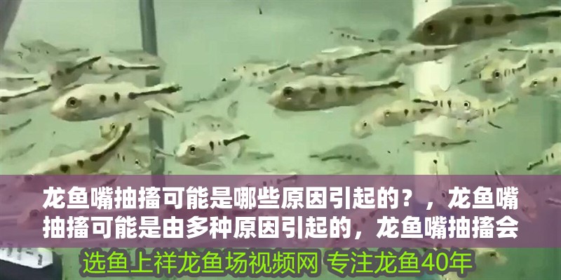 龍魚嘴抽搐可能是哪些原因引起的？，龍魚嘴抽搐可能是由多種原因引起的，龍魚嘴抽搐會(huì)自行恢復(fù)嗎